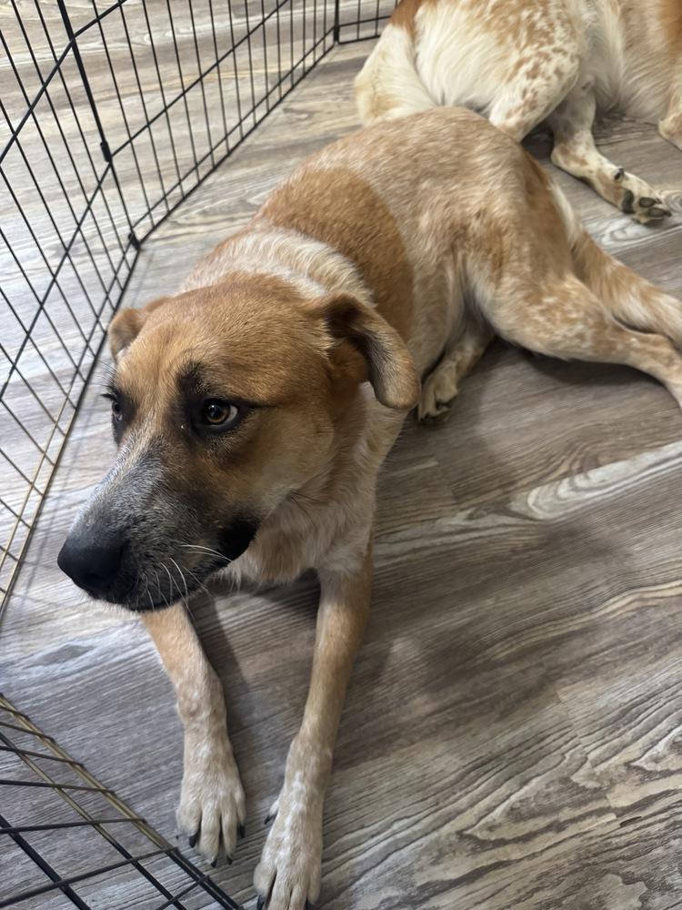 Peachy, Adoptable, Adult Female Great Dane & Great Pyrenees.