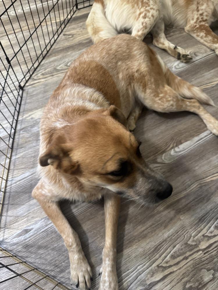 Enlarge Peachy, a Adoptable mixed breed in Chattanooga, TN image 2/2