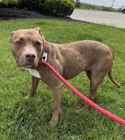 REMI, Adoptable, Adult Female Pit Bull Terrier.