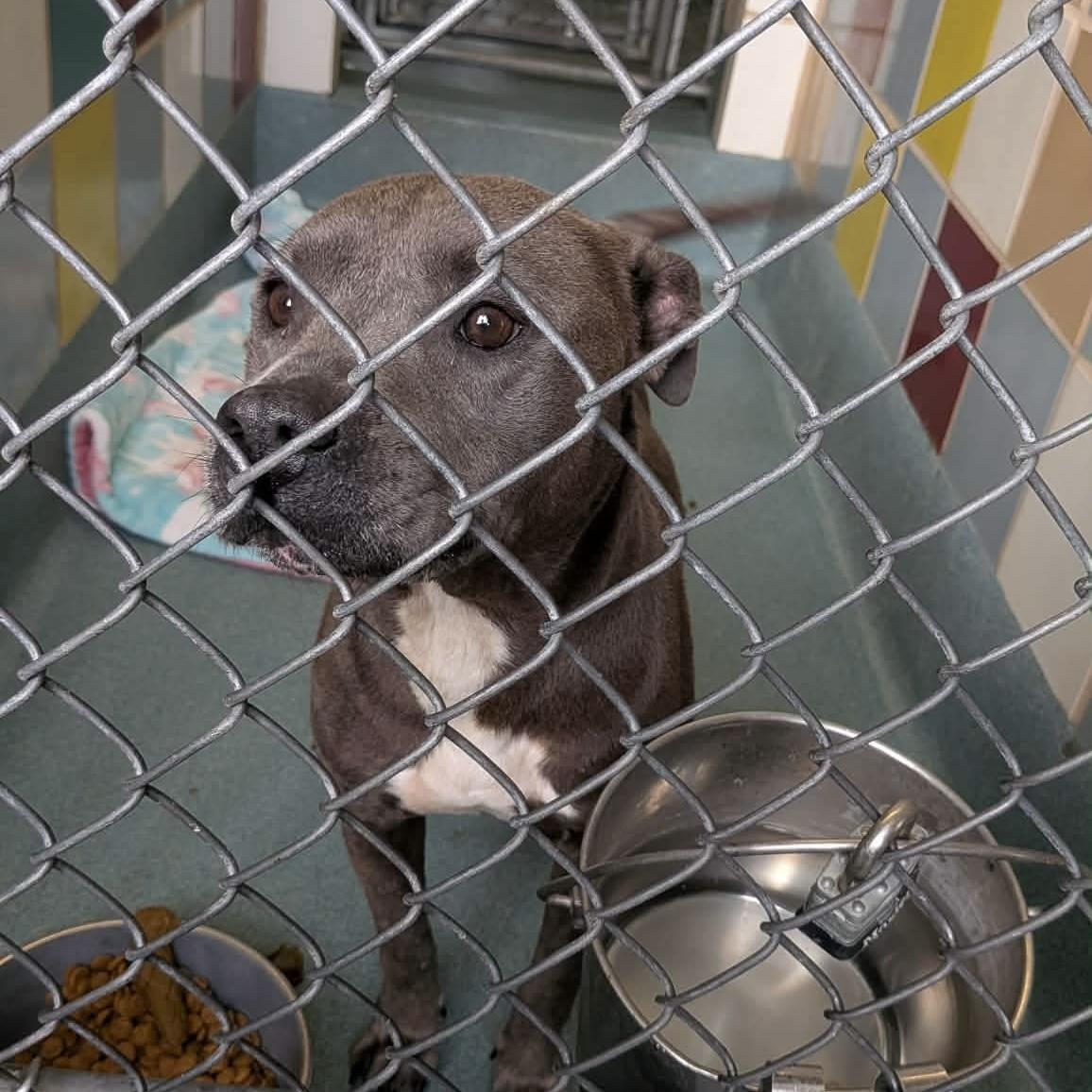 Gabriella, an adopted mixed breed in St Catharines, ON image 4/5