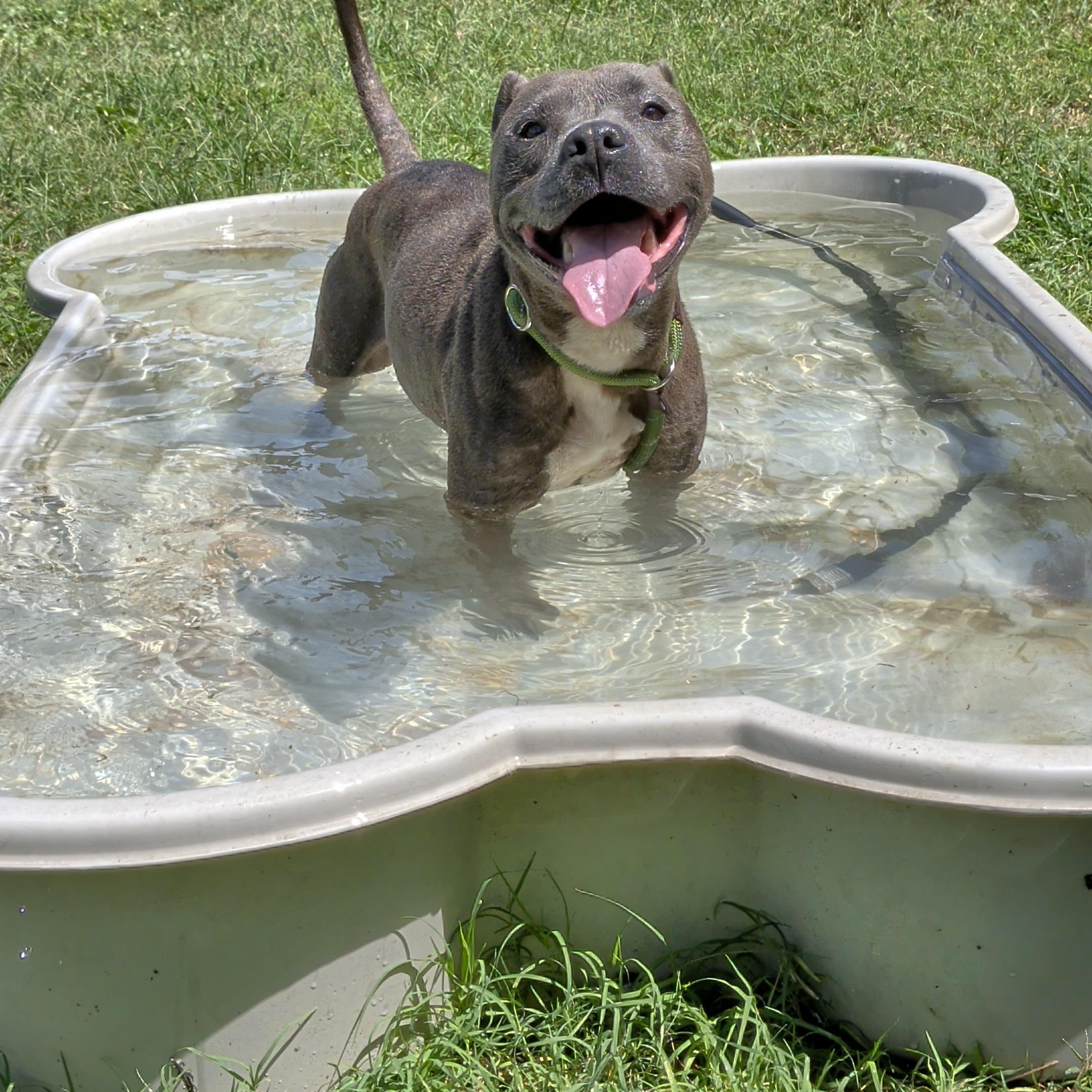 Gabriella, an adopted mixed breed in St Catharines, ON image 2/5