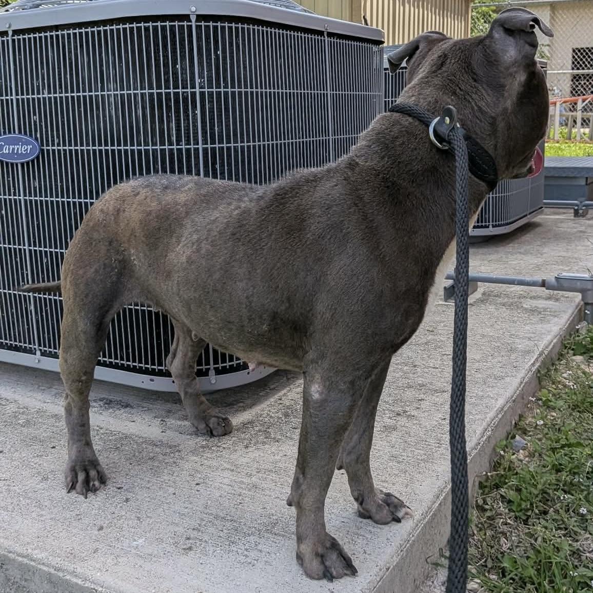 Gabriella, an adopted mixed breed in St Catharines, ON image 3/5