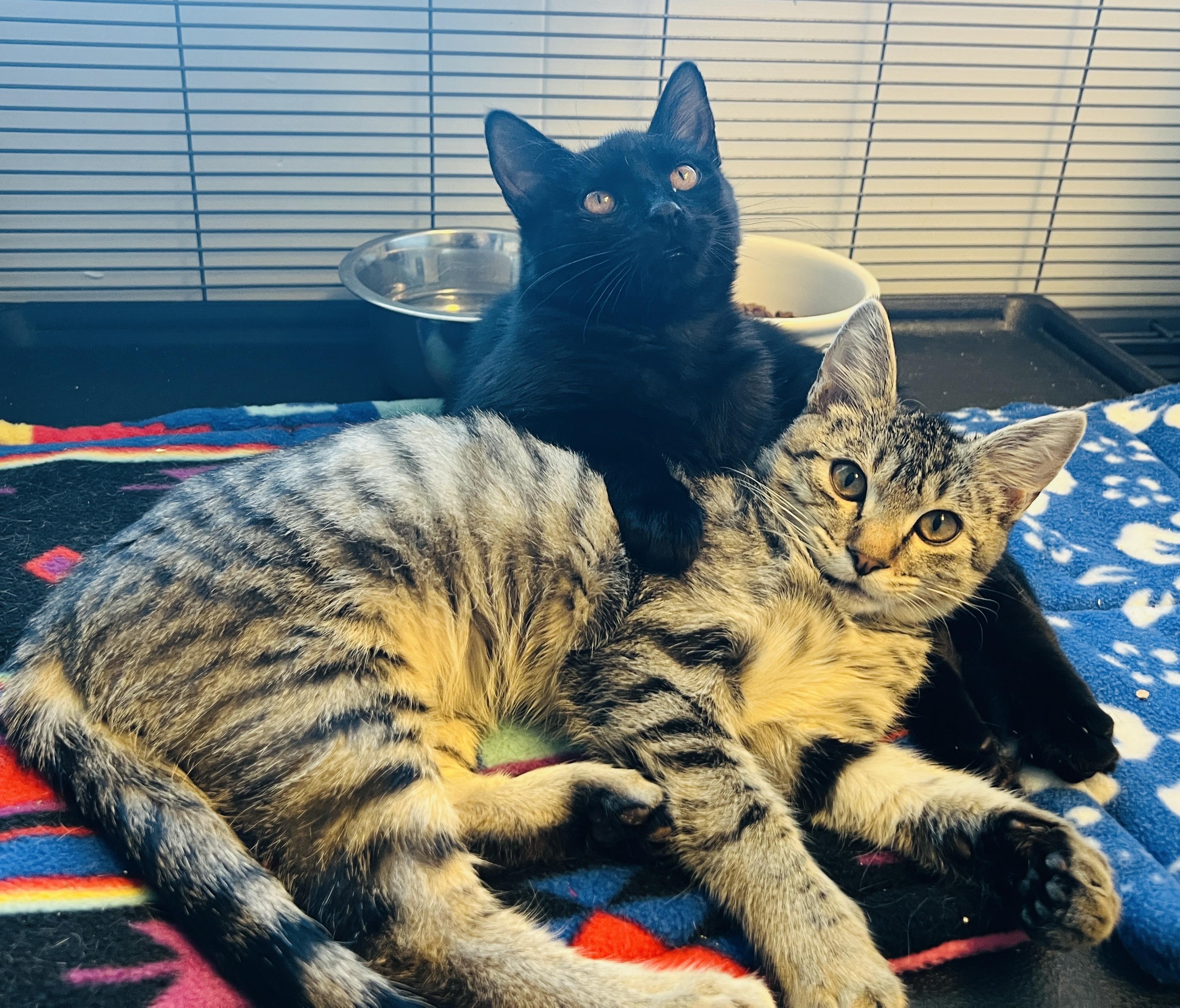 Enlarge Gigi, a Adoptable Domestic Short Hair in Grass Valley, CA image 2/2