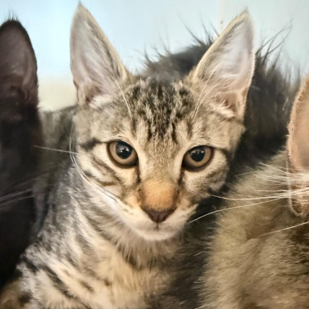 Enlarge Gigi, a Adoptable Domestic Short Hair in Grass Valley, CA image 1/2