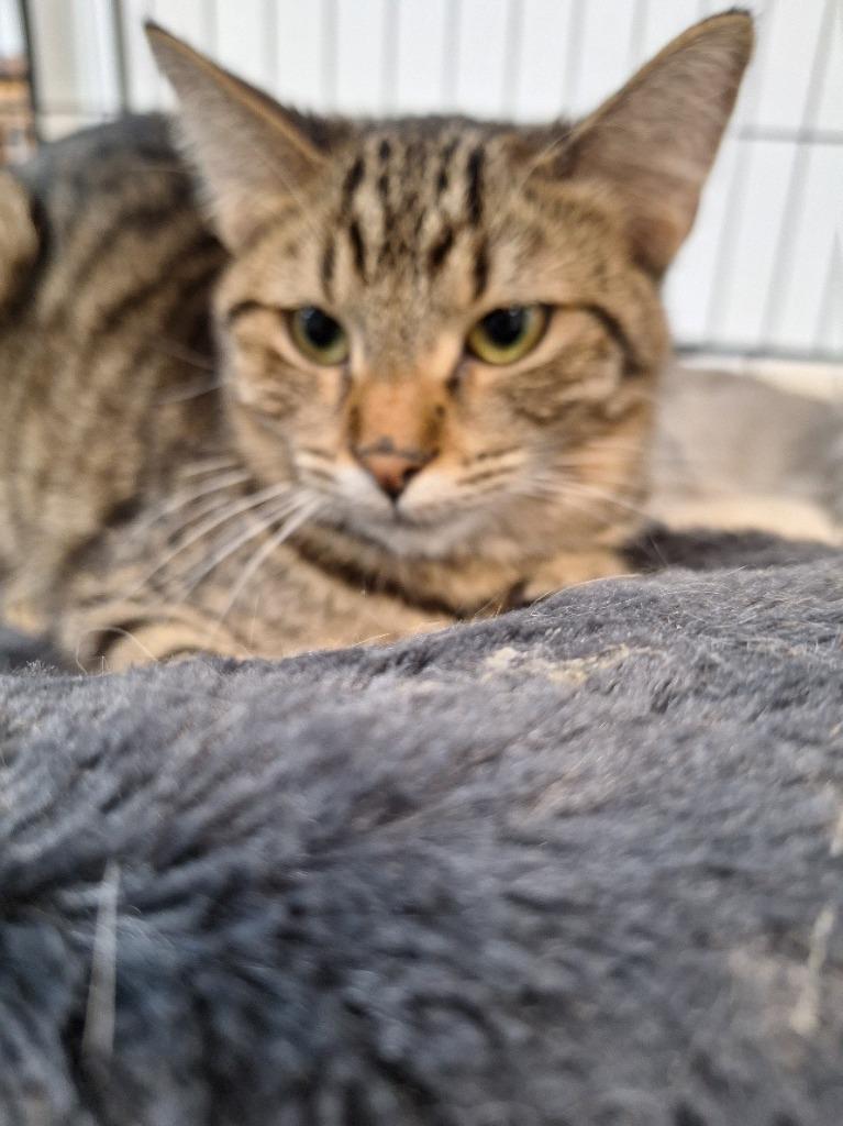 Copper, Adoptable, Young Female Tabby.