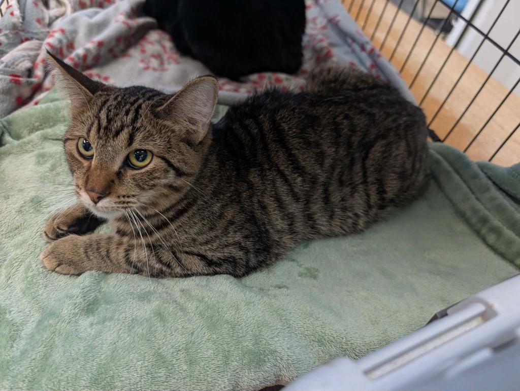 Enlarge Copper, a Adoptable Tabby in Grand Junction, CO image 2/2