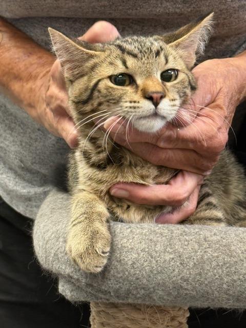 Copper, Adoptable, Young Female Tabby.