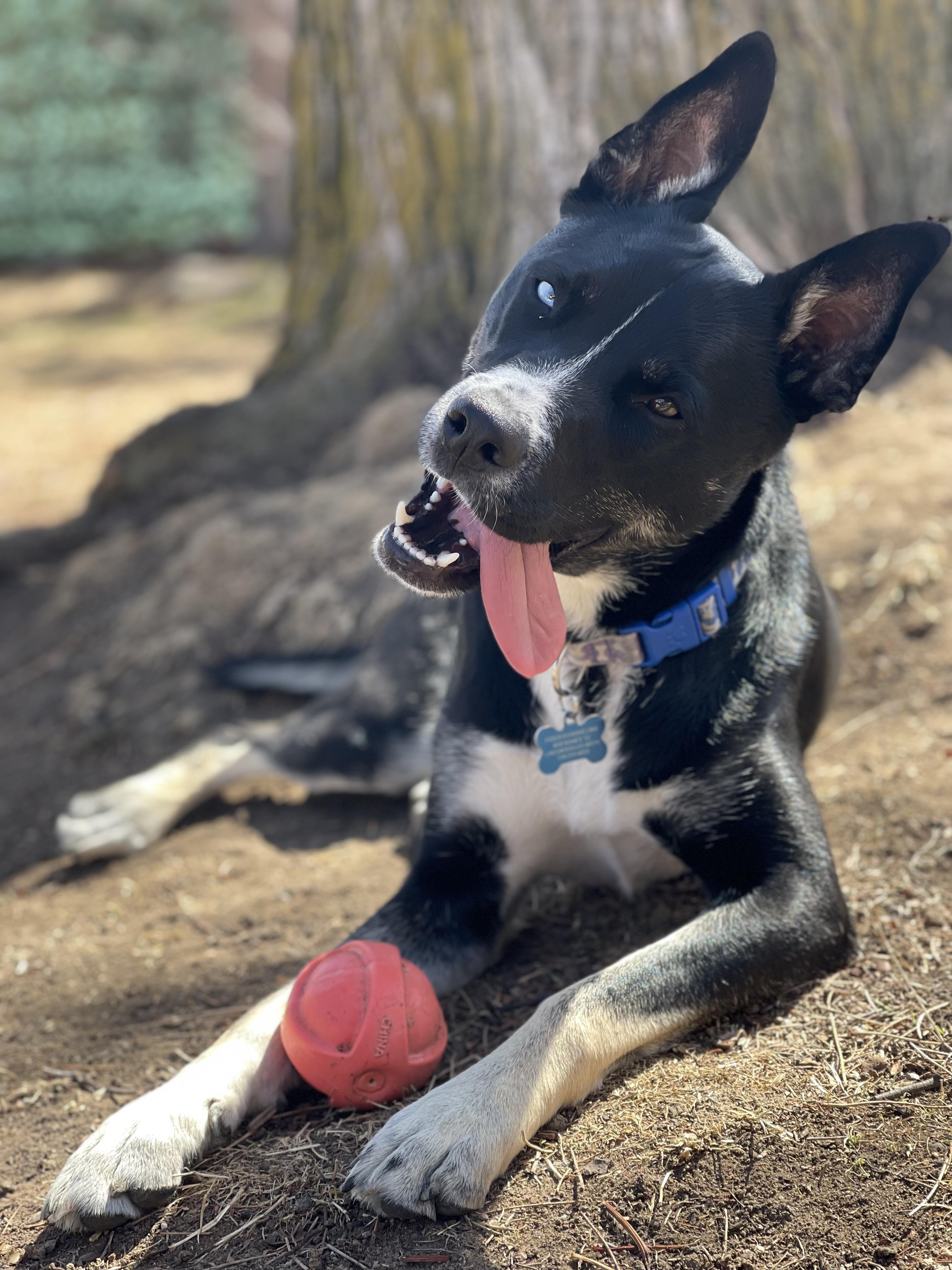 Enlarge Bailey Ann, a ADOPTABLE mixed breed in Denver, CO image 2/5
