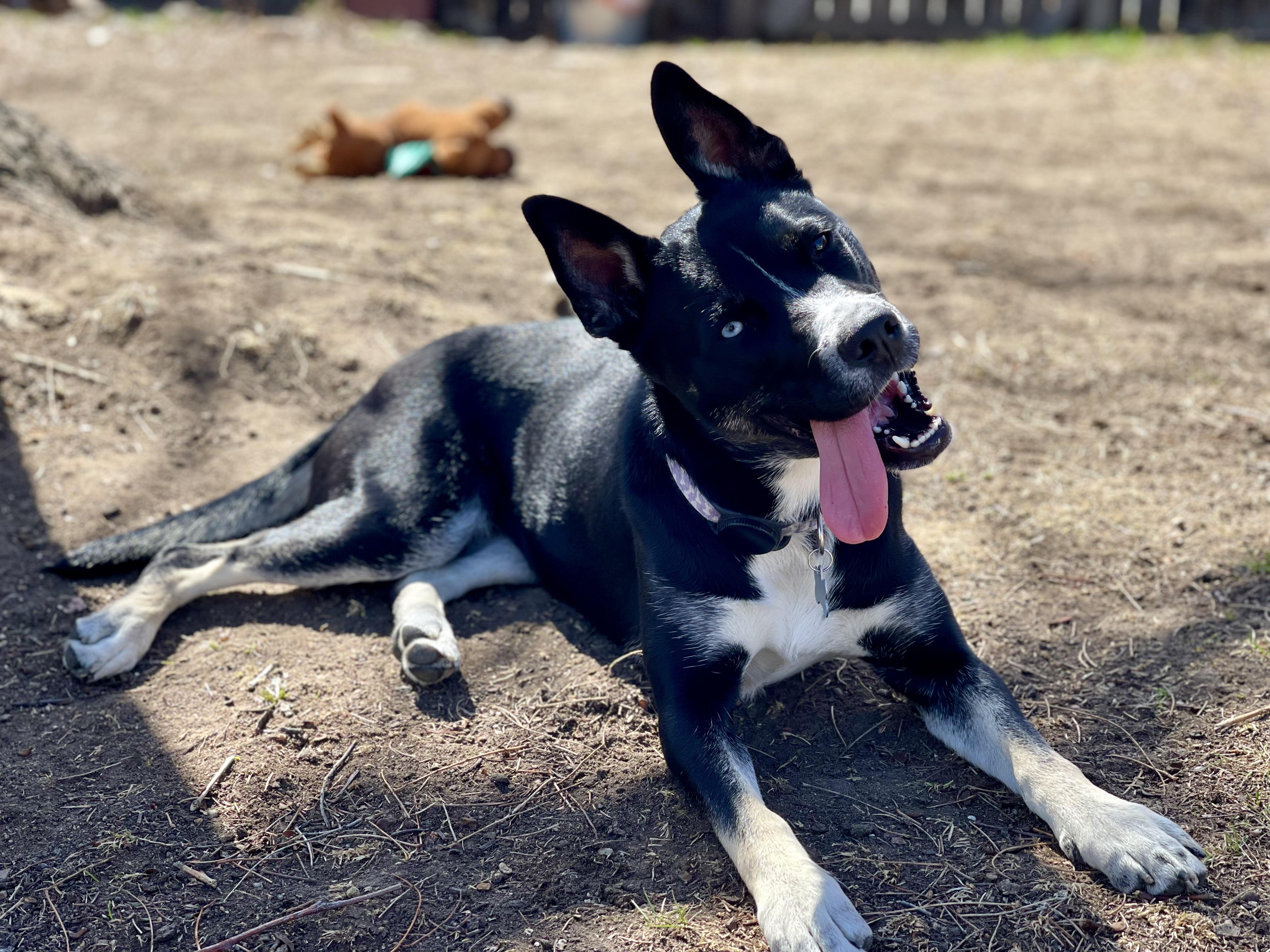 Enlarge Bailey Ann, a ADOPTABLE mixed breed in Denver, CO image 5/5