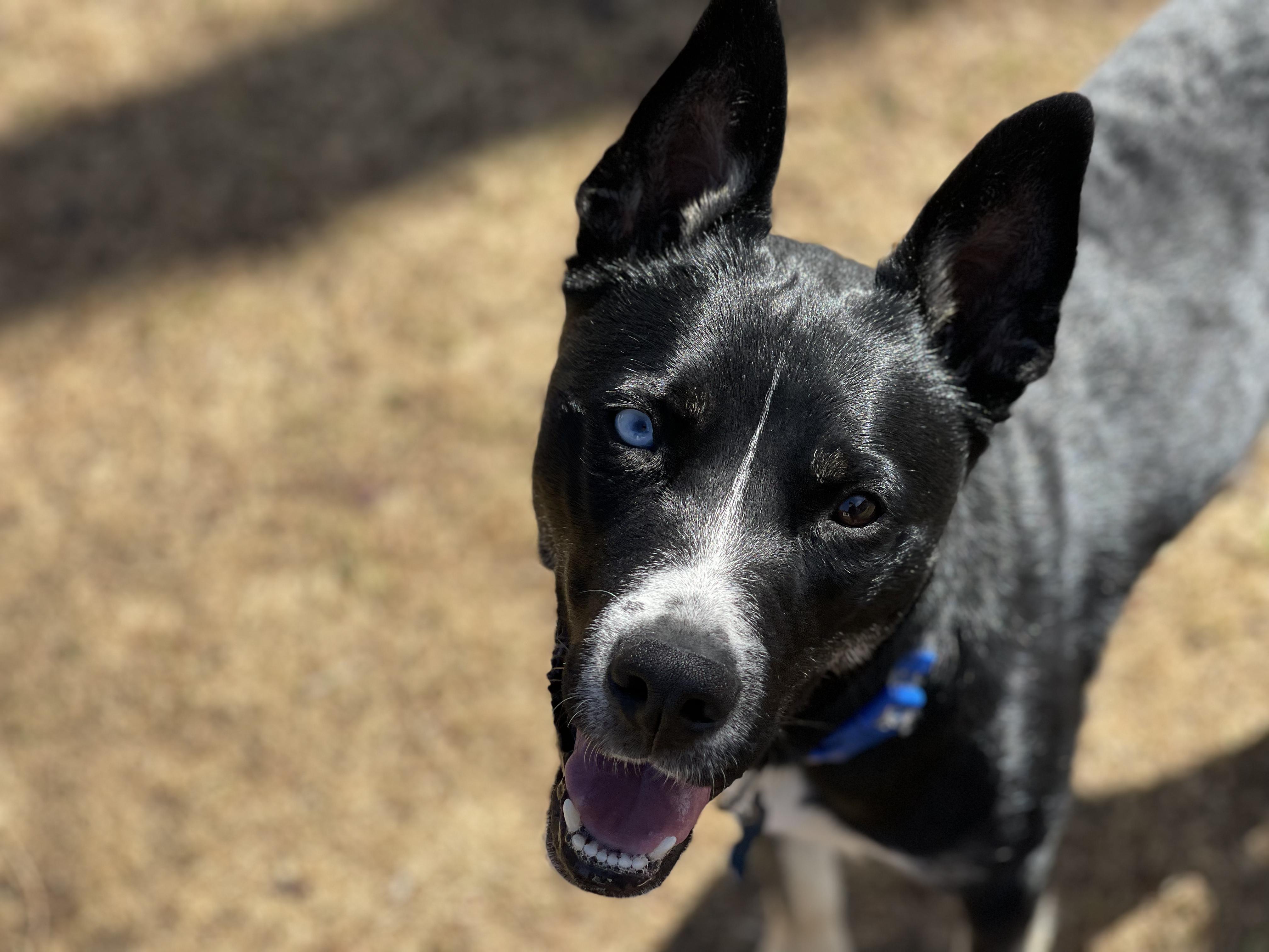 Bailey Ann, ADOPTABLE, Young Female Husky.
