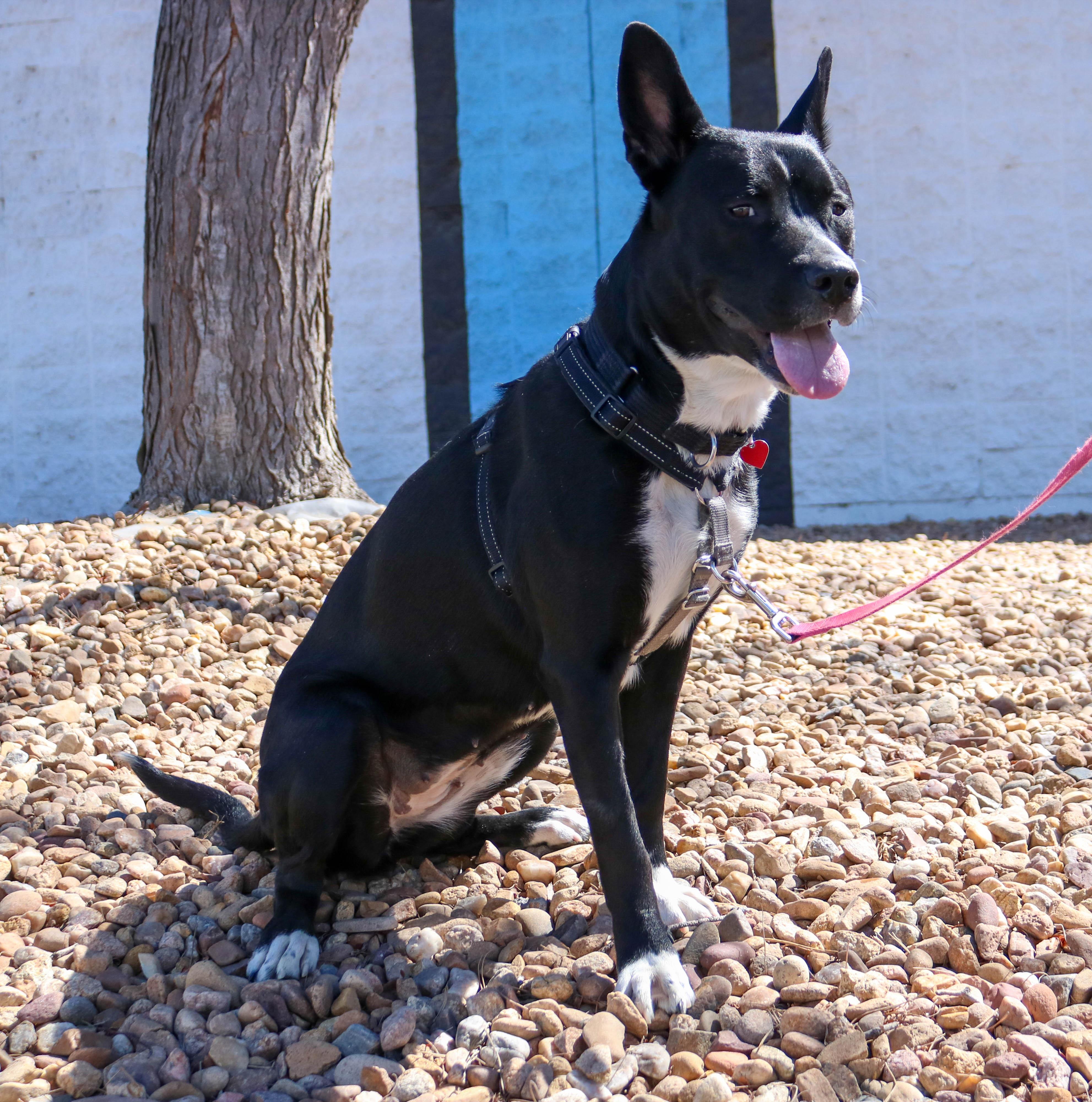 Bailey Ann, a ADOPTABLE mixed breed in Denver, CO image 6/6