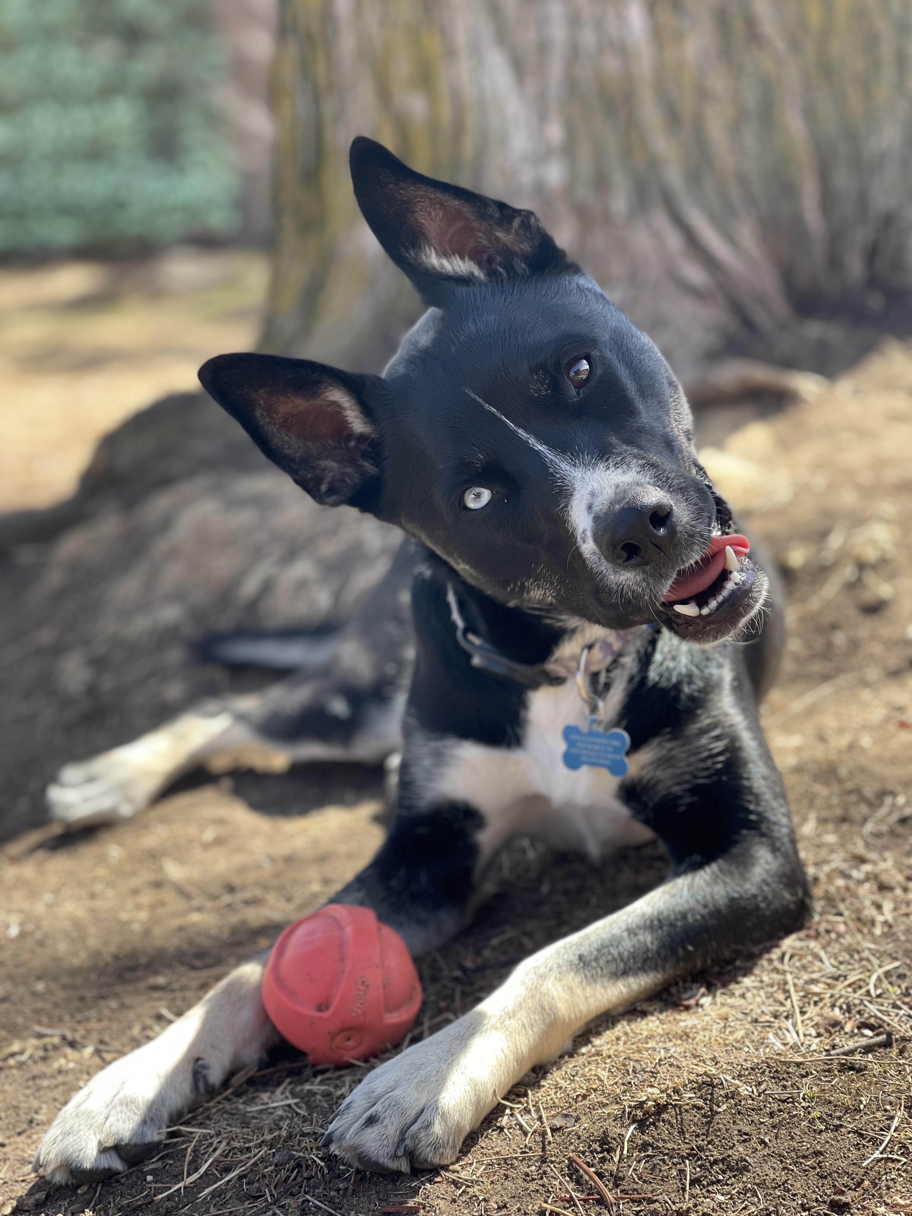 Enlarge Bailey Ann, a ADOPTABLE mixed breed in Denver, CO image 3/5