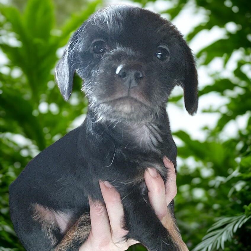 Enlarge Hope, a Adoptable mixed breed in Spanaway, WA image 3/5