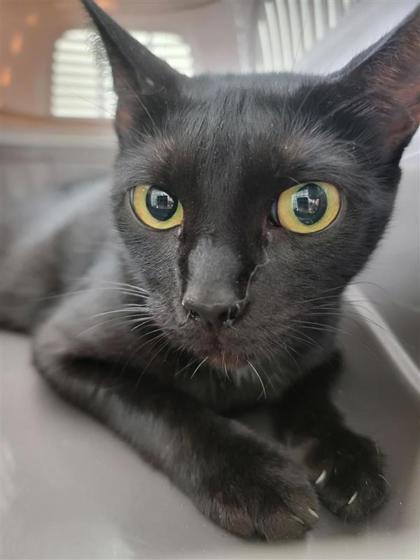 Phoenix, Adoptable, Adult Female Domestic Short Hair & Domestic Short Hair.