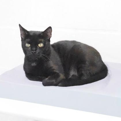 Phoenix, a Adoptable mixed breed in Largo, FL image 1/3