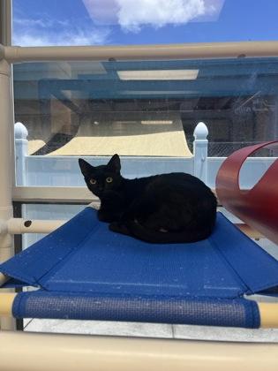 Phoenix, a Adoptable mixed breed in Largo, FL image 2/3