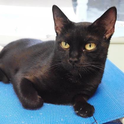 Phoenix, Adoptable, Adult Female Domestic Short Hair & Domestic Short Hair.