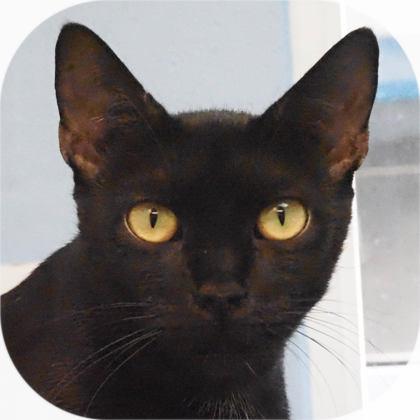 Phoenix, a Adoptable mixed breed in Largo, FL image 2/3