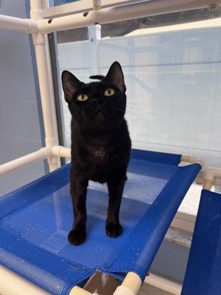 Phoenix, a Adoptable mixed breed in Largo, FL image 3/3