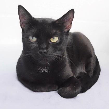Phoenix, a Adoptable mixed breed in Largo, FL image 2/3