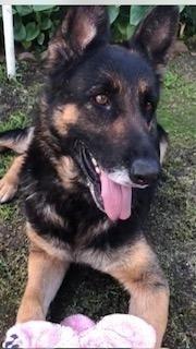 Catya, Adopted, Senior Female German Shepherd Dog.