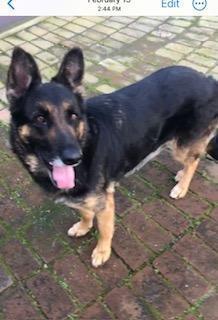 Enlarge Catya, a Adopted German Shepherd Dog in sylmar, CA image 2/2