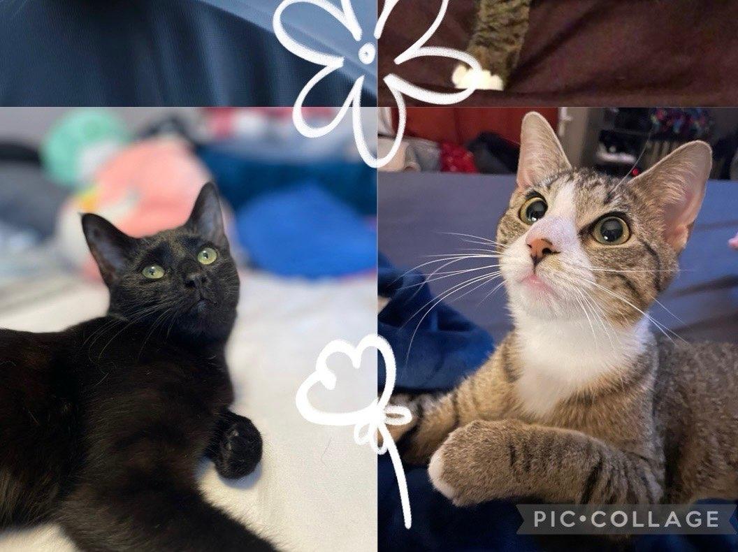 Enlarge Tigress, a Adoptable Tabby in Palisades Park, NJ image 2/6