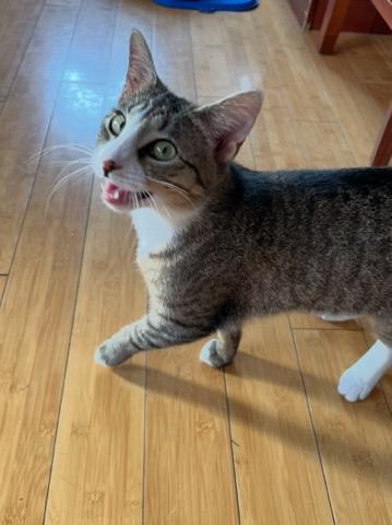 Tigress, Young Female Tabby