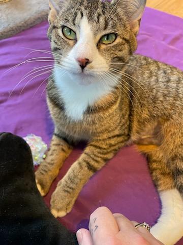 Enlarge Tigress, a Adoptable Tabby in Palisades Park, NJ image 6/6