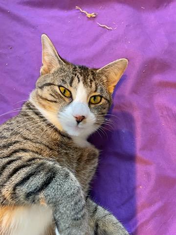 Enlarge Tigress, a Adoptable Tabby in Palisades Park, NJ image 5/6