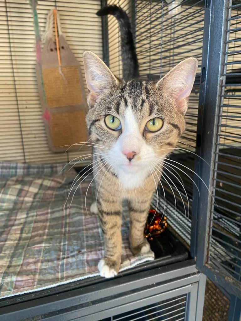 Enlarge Tigress, a Adoptable Tabby in Palisades Park, NJ image 4/6