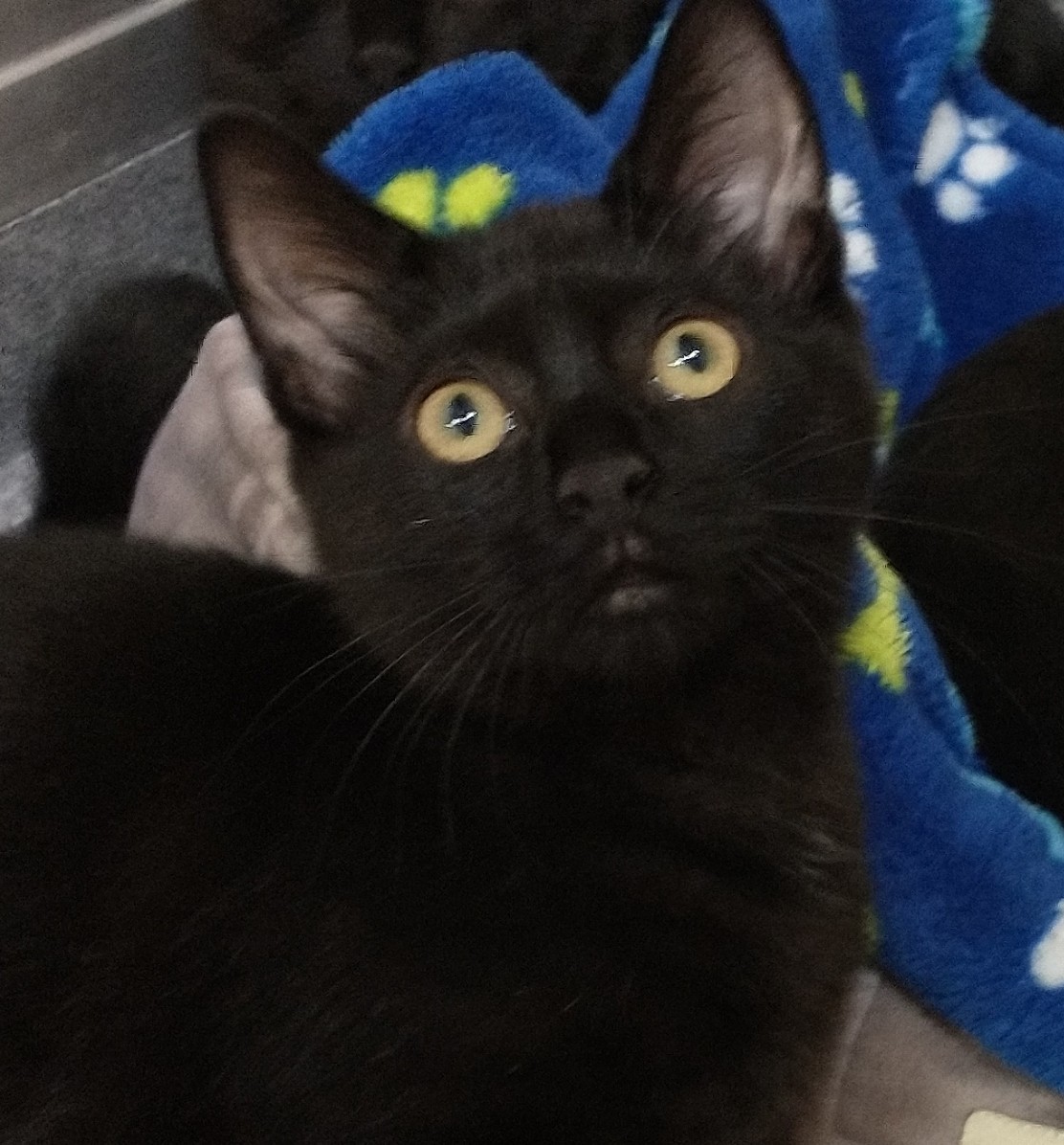 Sandra, a Adoptable Domestic Medium Hair in Tomah, WI image 2/3