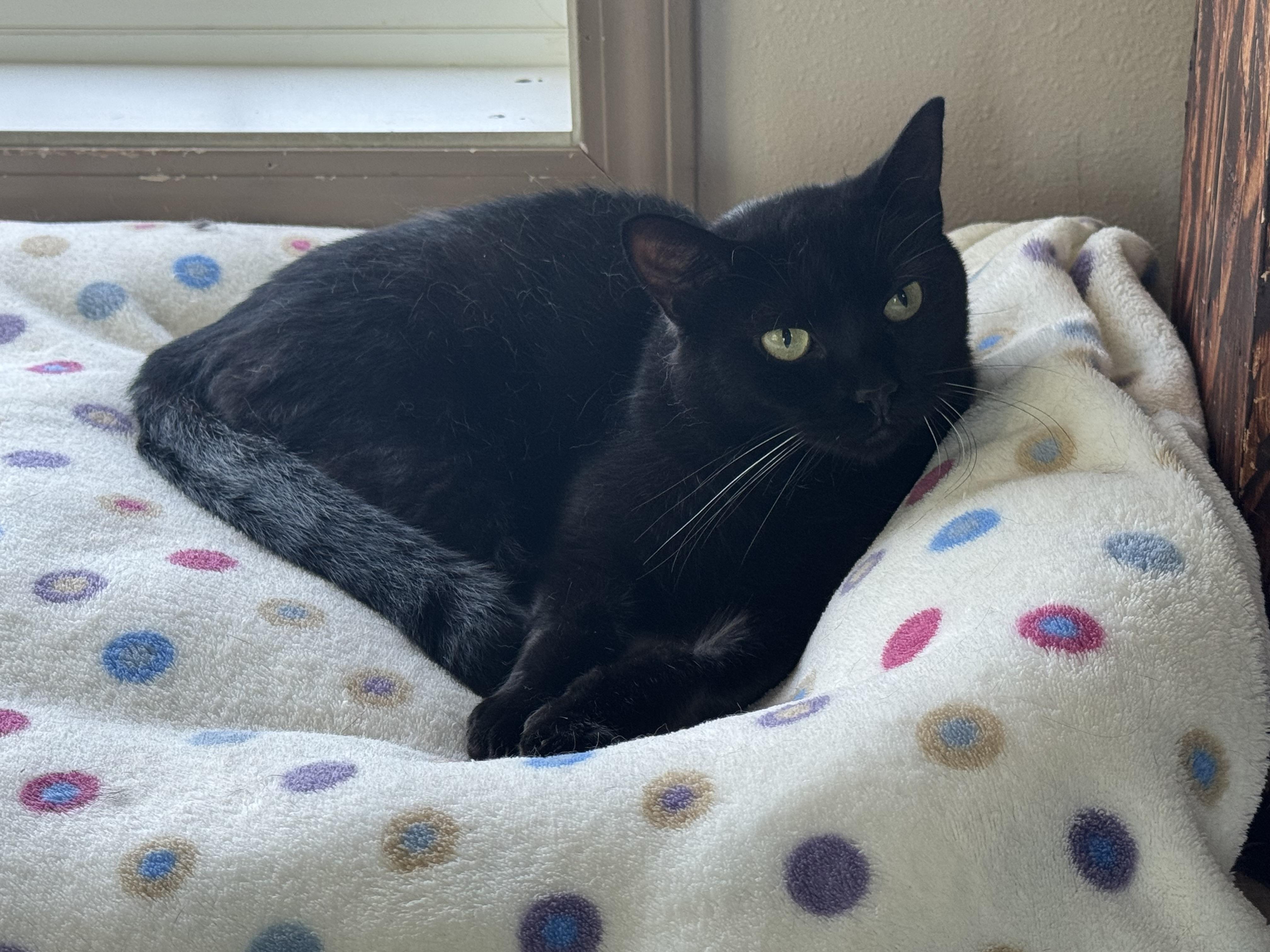 Sandra, a Adoptable Domestic Medium Hair in Tomah, WI image 1/3
