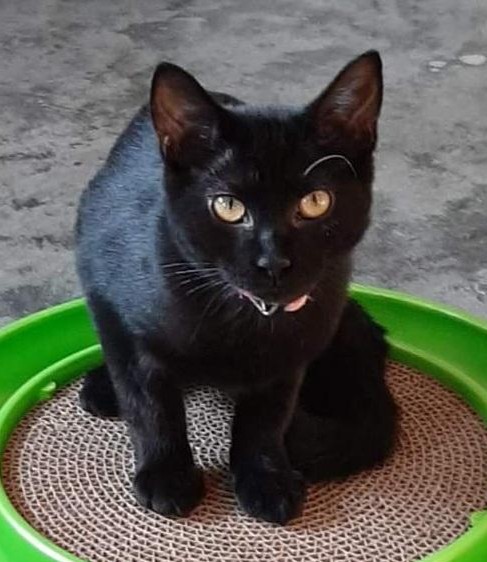 Sandra, Adoptable, Kitten Female Domestic Medium Hair.