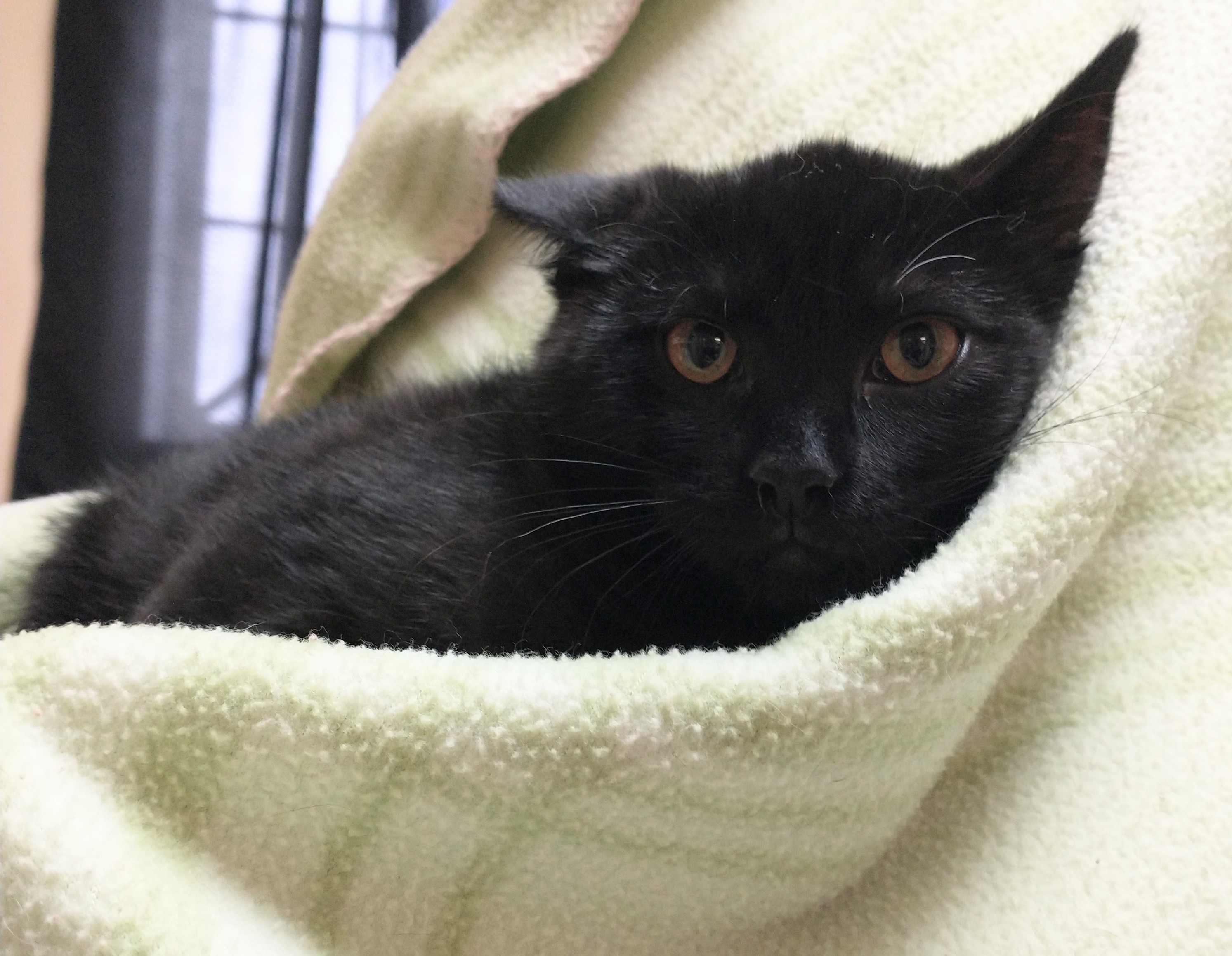 Sandra, a Adoptable Domestic Medium Hair in Tomah, WI image 3/3