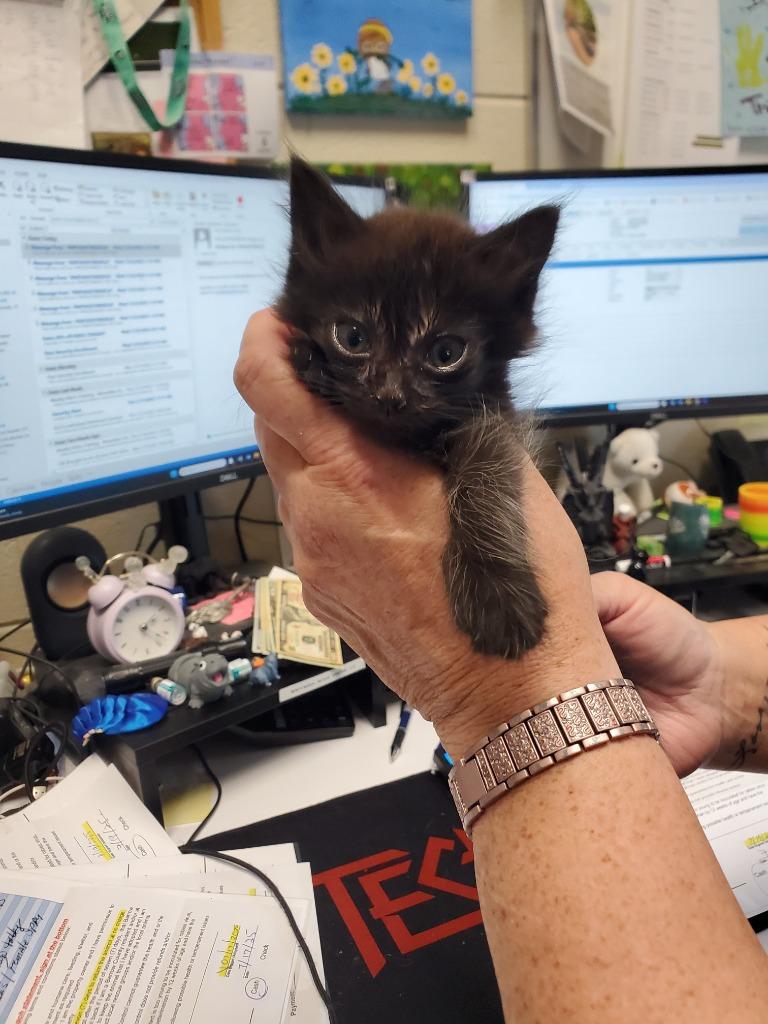2025-07-151 *Kip*, Adopted, Young Male Domestic Medium Hair.