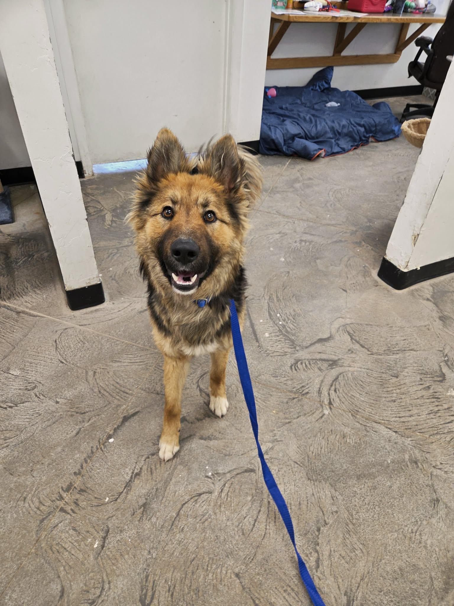 Enlarge Thor, a ADOPTABLE mixed breed in Roosevelt, UT image 3/4