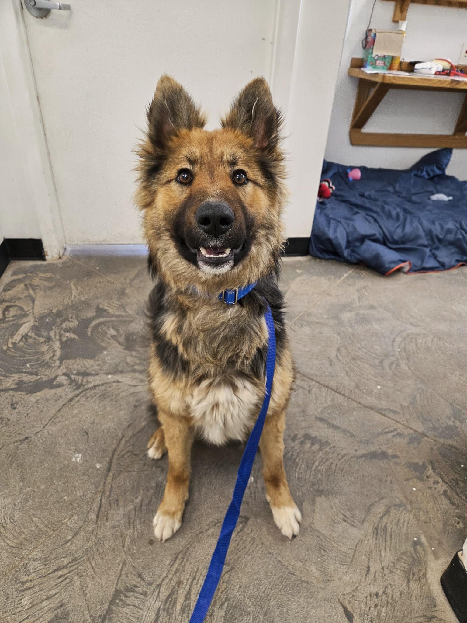 Thor, ADOPTABLE, Adult Male German Shepherd Dog & Border Collie.