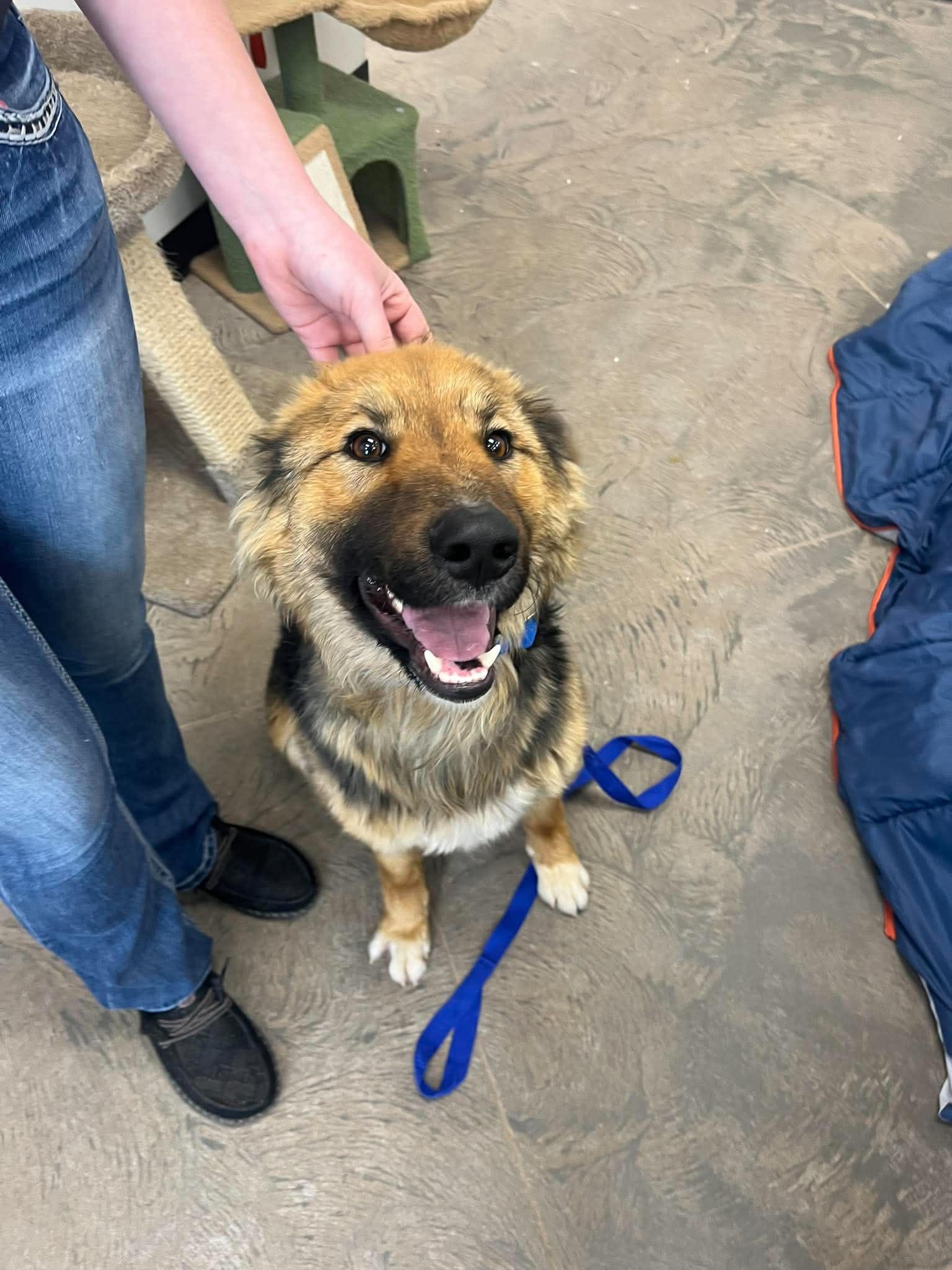 Enlarge Thor, a ADOPTABLE mixed breed in Roosevelt, UT image 4/4