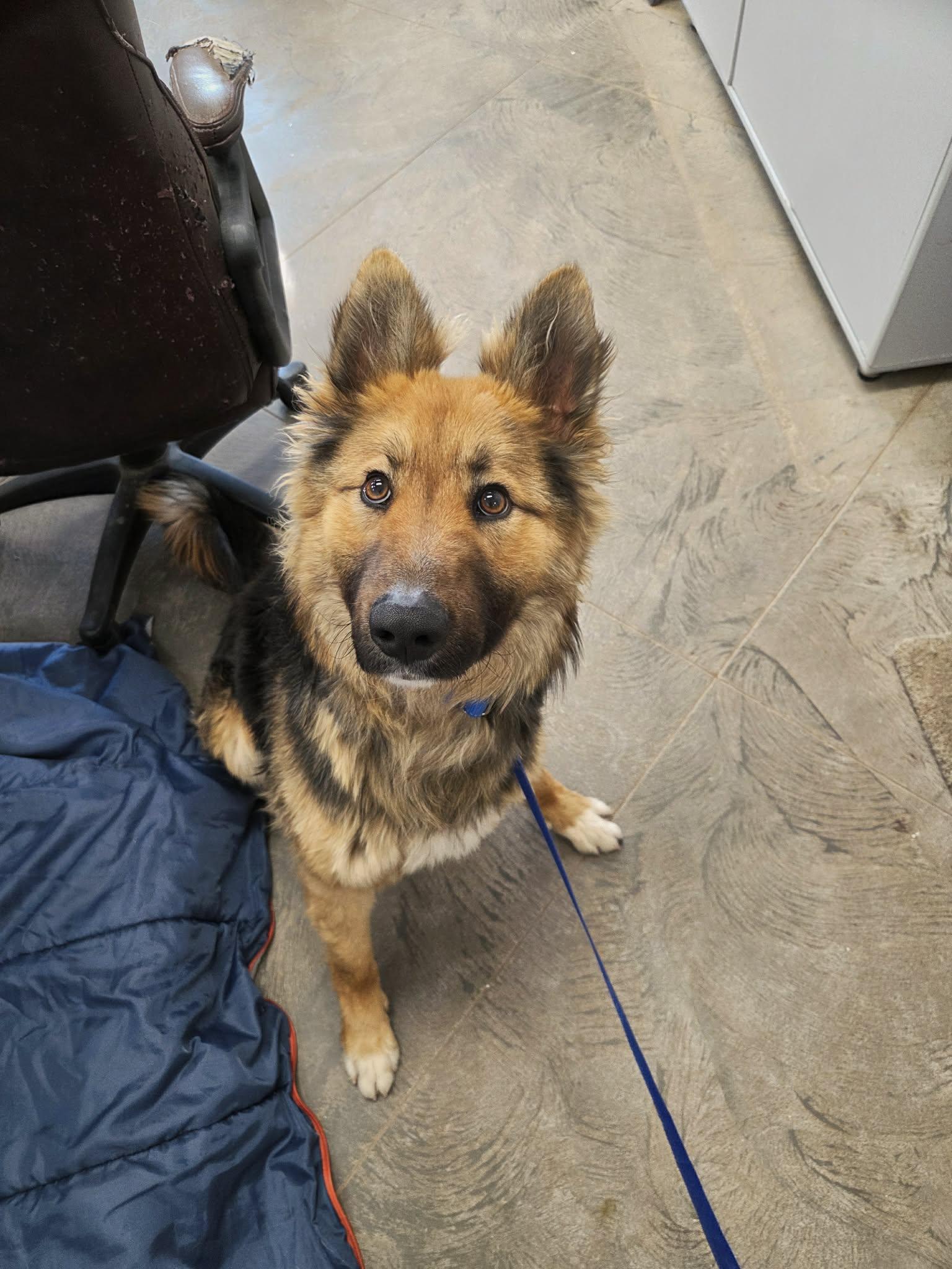 Enlarge Thor, a ADOPTABLE mixed breed in Roosevelt, UT image 2/4
