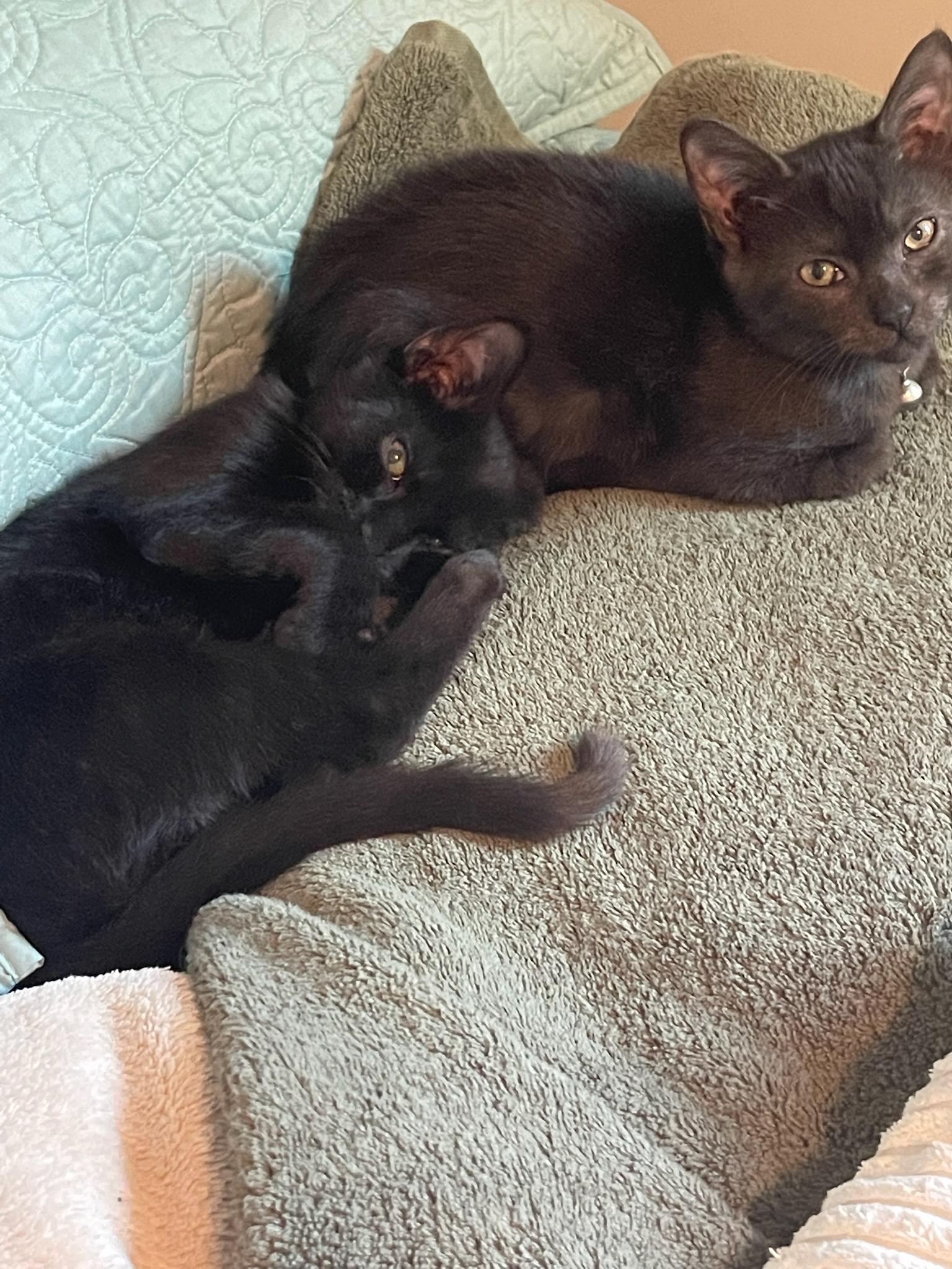 JoJo and Cocoa, Adoptable, Kitten Female Domestic Short Hair.