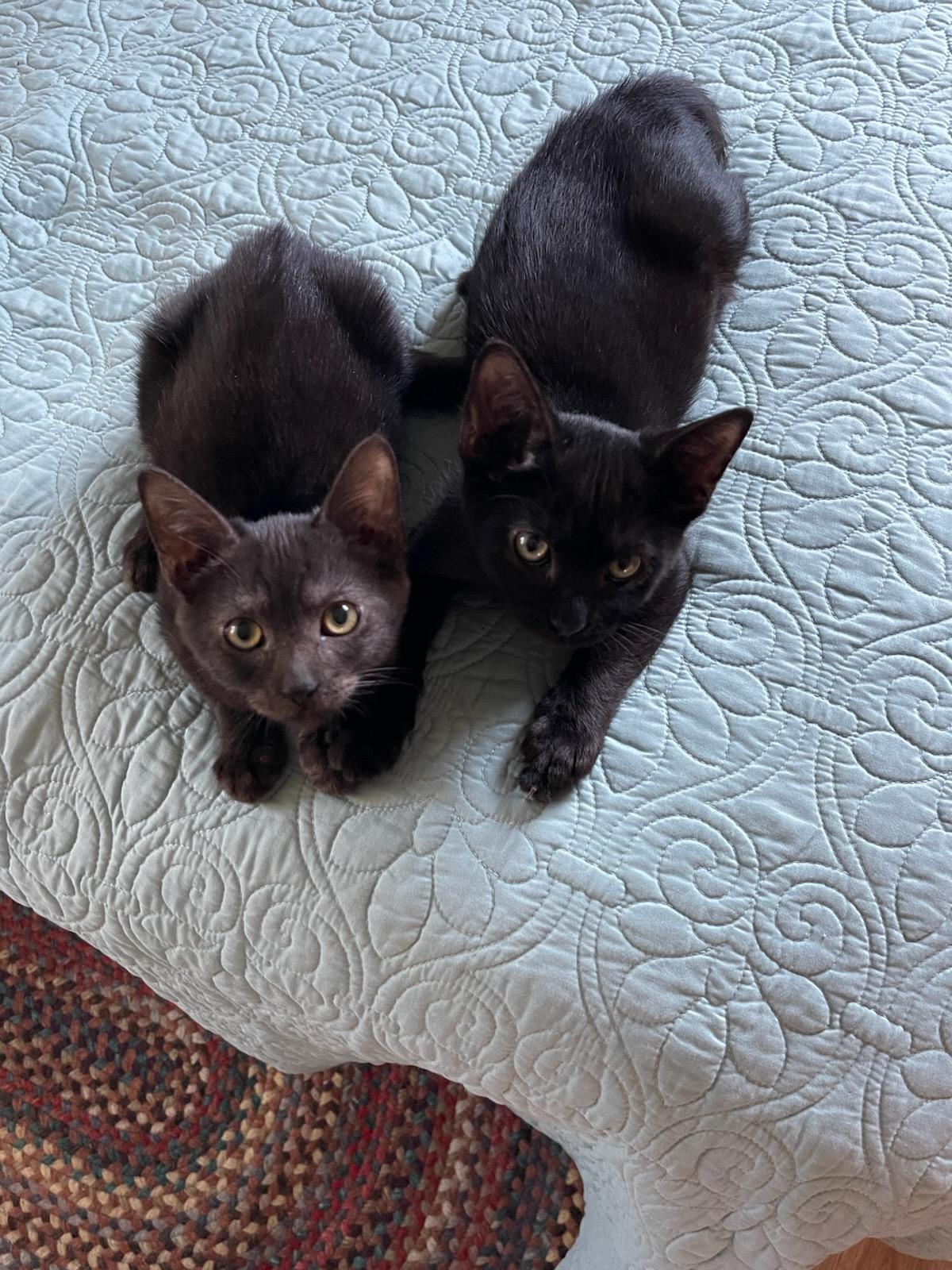 Enlarge JoJo and Cocoa, a Adoptable Domestic Short Hair in Wilmington, NC image 4/6
