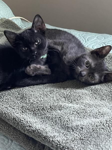 Enlarge JoJo and Cocoa, a Adoptable Domestic Short Hair in Wilmington, NC image 6/6