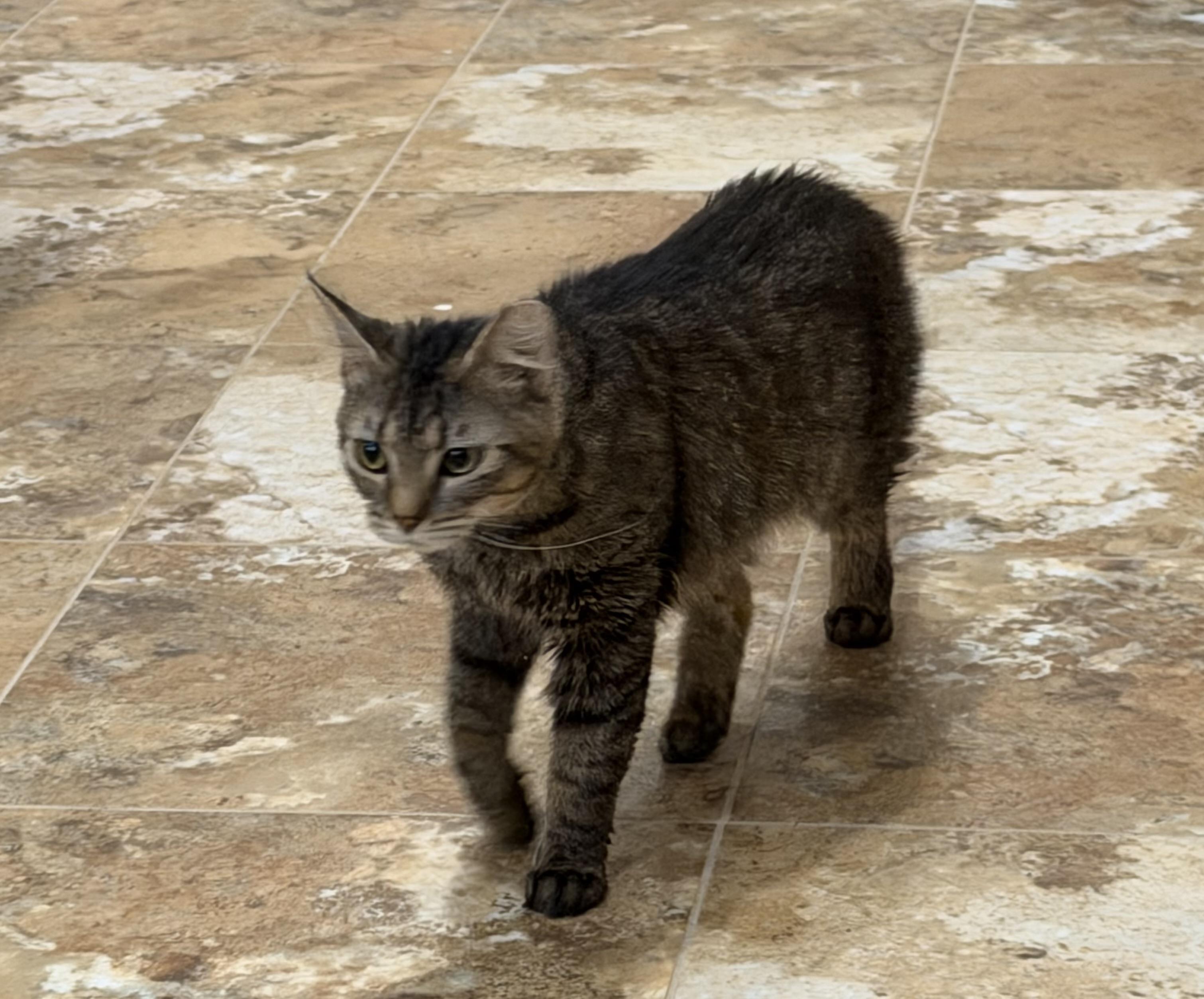 Jewels, ADOPTABLE, Adult Female Domestic Medium Hair.