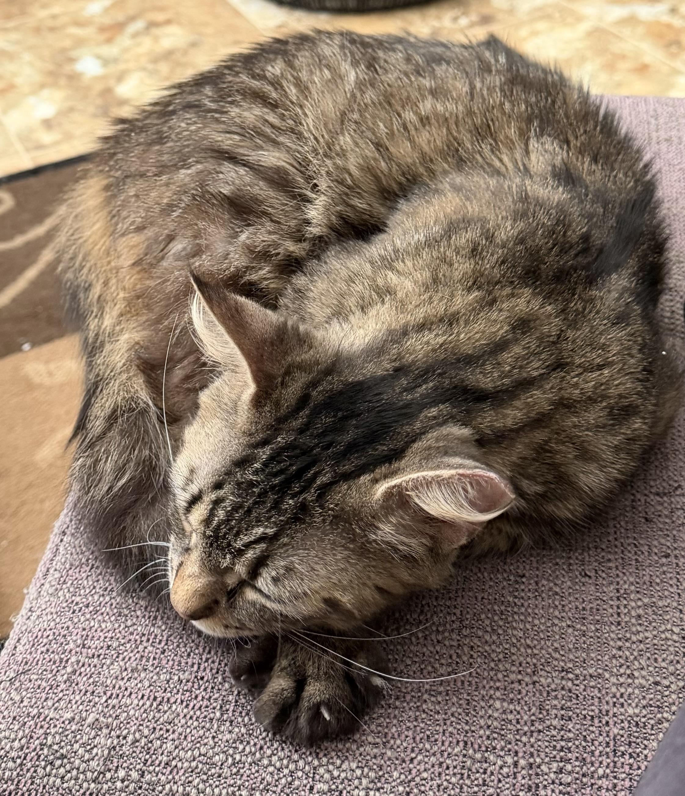 Enlarge Jewels, a ADOPTABLE Domestic Medium Hair in Duluth, GA image 2/2