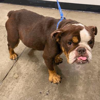 Marigold, Adoptable, Adult Female English Bulldog.