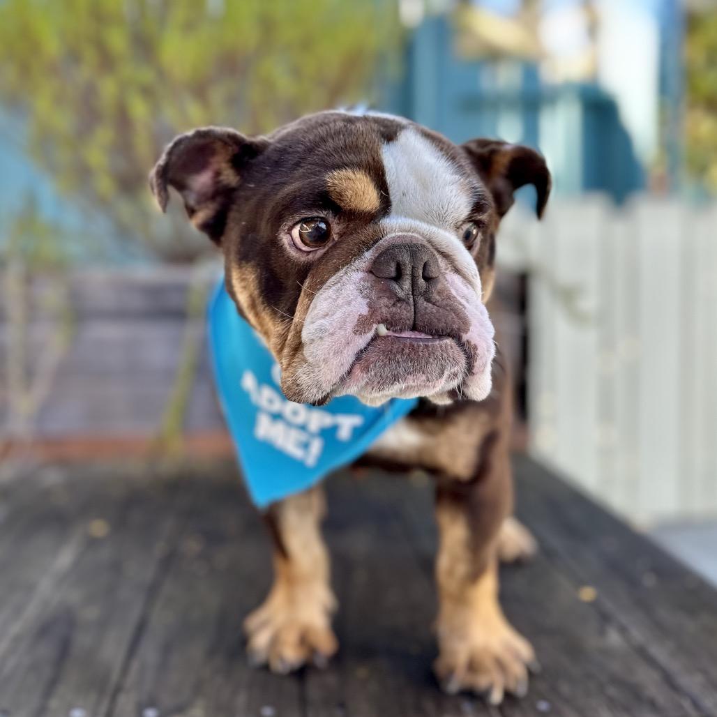 Marigold, a Adoptable English Bulldog in Pacific Grove, CA image 2/6