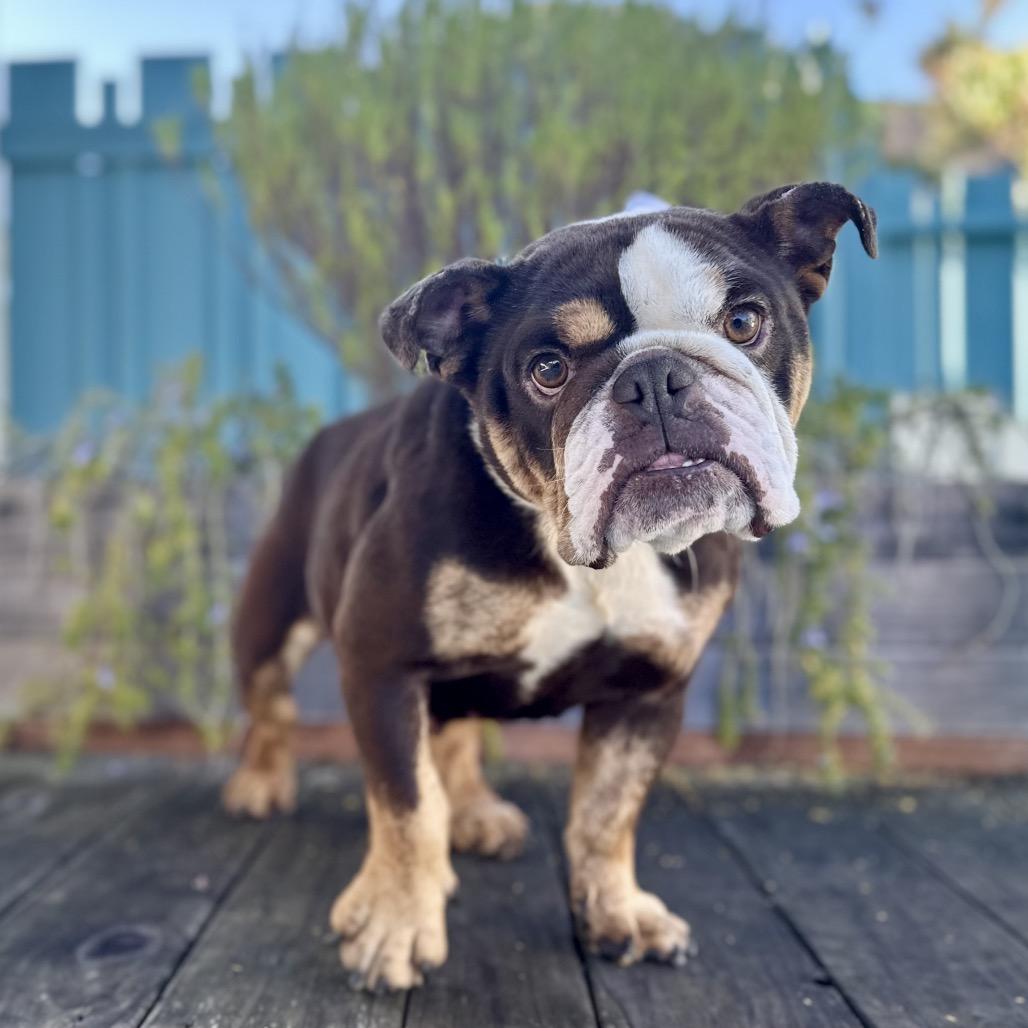 Marigold, a Adoptable English Bulldog in Pacific Grove, CA image 3/6