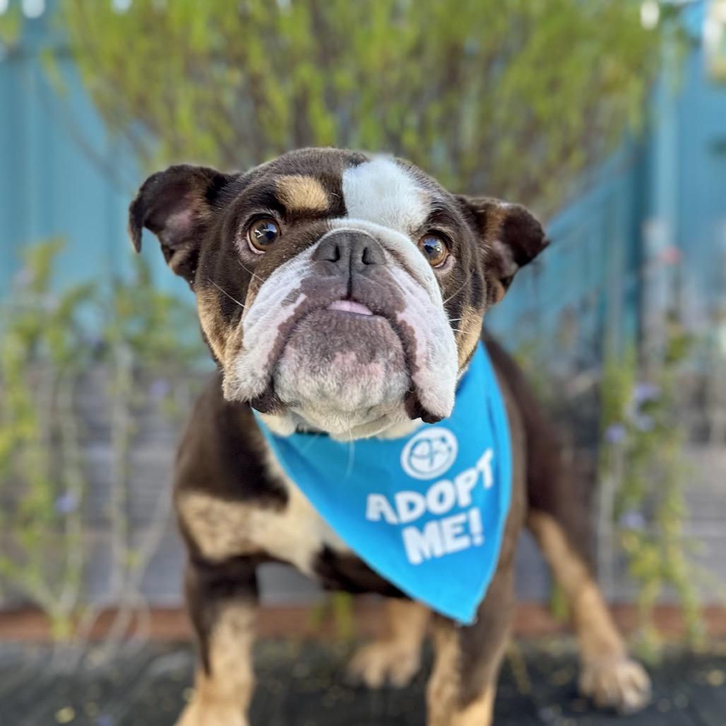 Marigold, a Adoptable English Bulldog in Pacific Grove, CA image 4/6