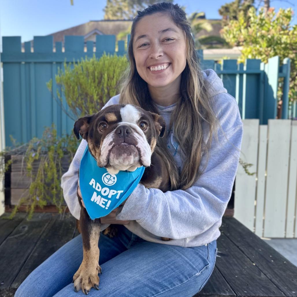 Marigold, a Adoptable English Bulldog in Pacific Grove, CA image 5/6